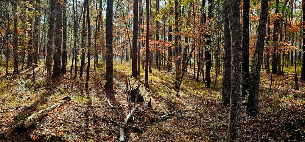 You can volunteer to help maintain the Trail Between The Lakes