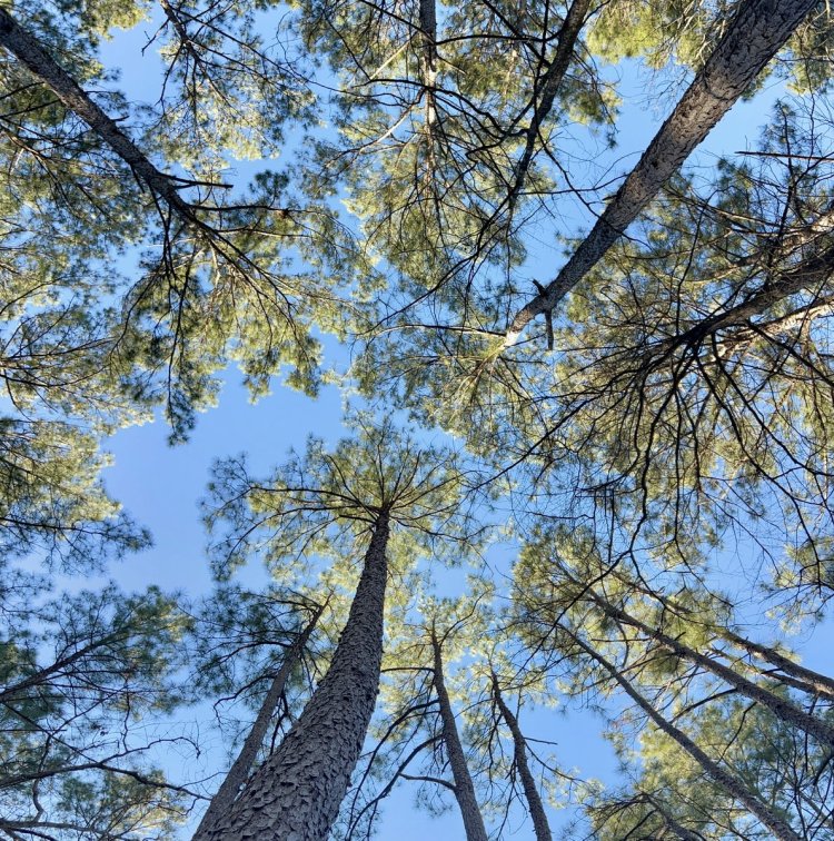 A  favorite view when hiking the Trail Between The Lakes. When stopping for a break, lie down and watch the tree sway.